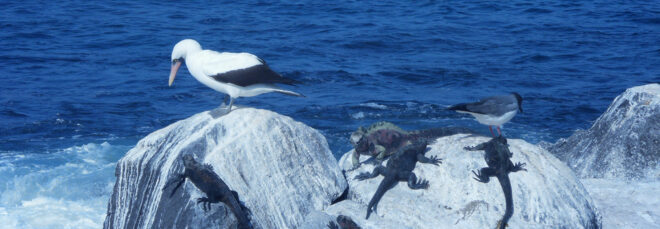 A seagull on a rock in the ocean
