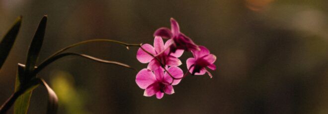 a purple orchid