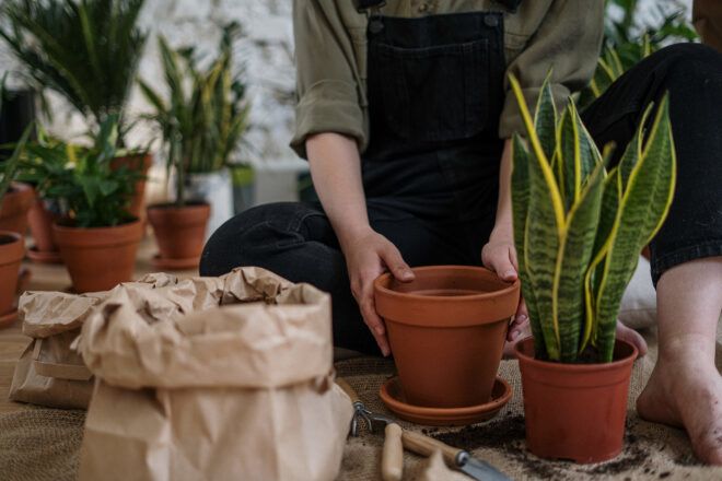 A person sitting holding a pot in front of another pot filled with a snake plant