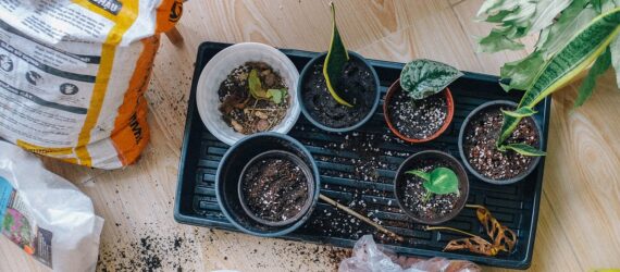 A bag of fertilizer next to pots of dirt with small plants stuck in them
