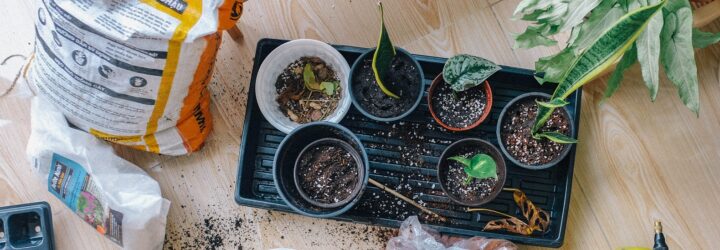 A bag of fertilizer next to pots of dirt with small plants stuck in them