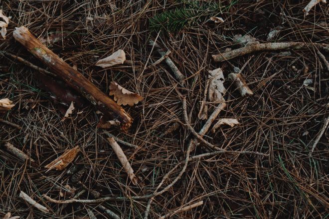 A dirt ground filled with sticks and branches