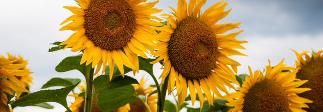A close-up of sunflowers amidst a field of them