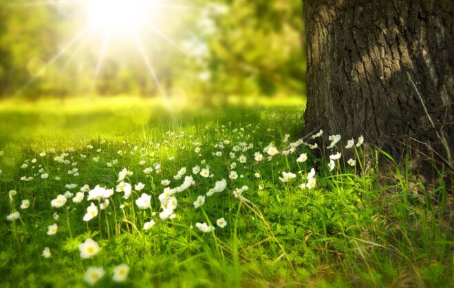 A grass area with small flowers