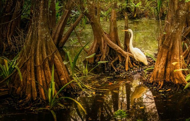 A stork standing in a mangrove wetland