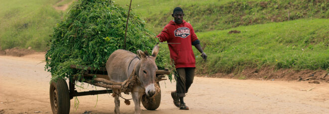 A man walking beside a donkey-drawn wagon full of green grass