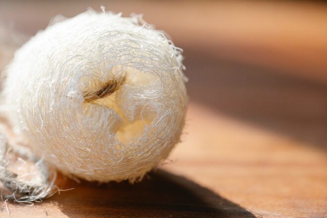 A natural loofah on wood flooring