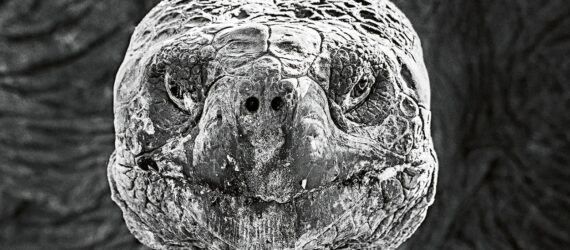 A turtle shot in black and white