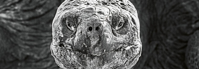 A turtle shot in black and white
