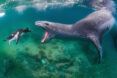 An underwater creature with its mouth open to a penguin