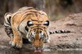 A tiger drinking of a river