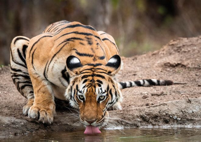 A tiger drinking of a river