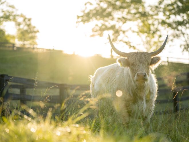 White, horned, fluffy cow facing the camera in front of a fence