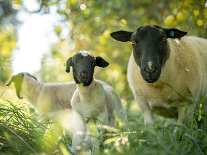 Two sheep looking forward, one sheep facing behind