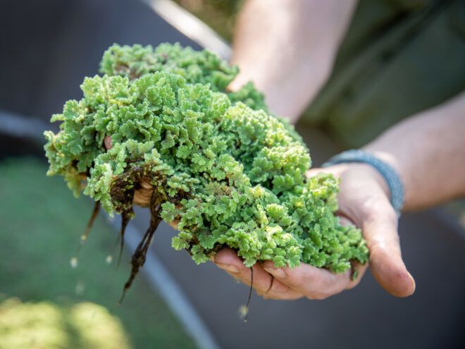 An individual holding a shrub