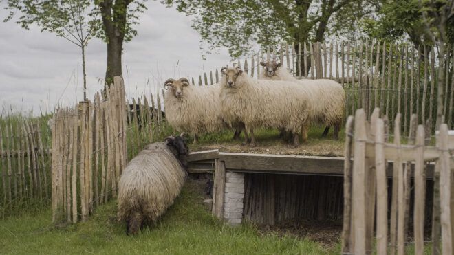 Four Drenthe Heath sheep with thick wool coats.