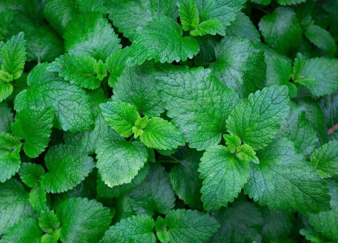 A photo full of mint plants