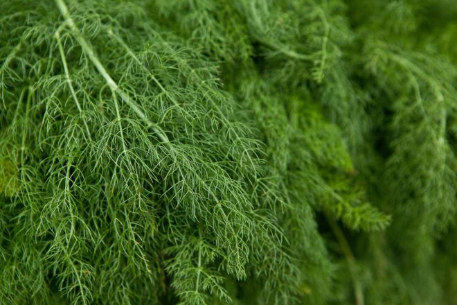 A bunch of dill growing
