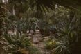 A jungle with palm trees and plants