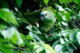 A green parrot hiding in leaves