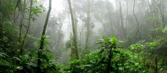 A green jungle covered in mist