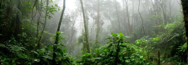 A green jungle covered in mist