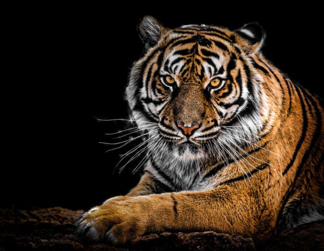 A tiger staring directly into the camera