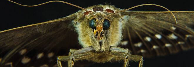 An up-close photo of a moth