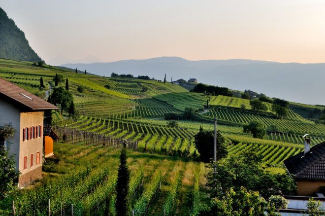 A green vineyard hill