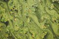 A river filled with algae and lily pads