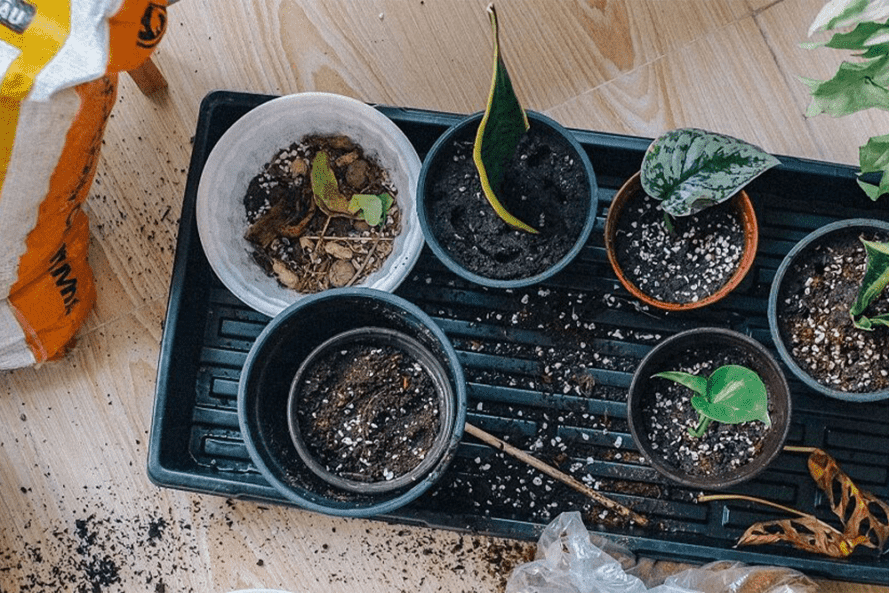 A bag of fertilizer next to pots of dirt with small plants stuck in them