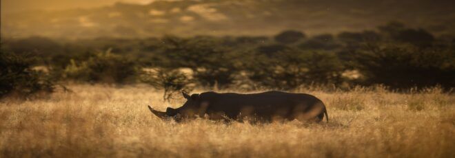 rhino
