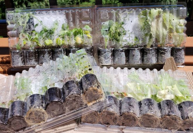 Plants packaged in recyclable plastic