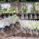 Plants packaged in recyclable plastic