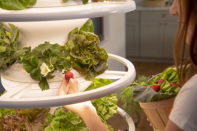 A person picking vegetables from the Lettuce Grow