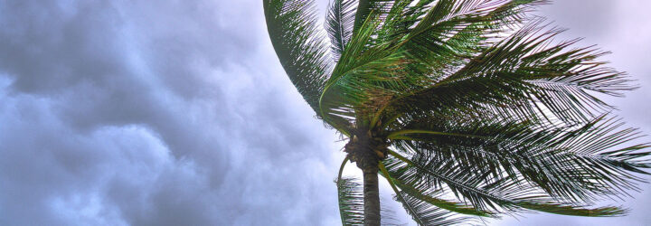 Palm tree swaying in the wind