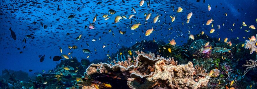 A underwater ocean reef filled with fish swimming and coral on the ground