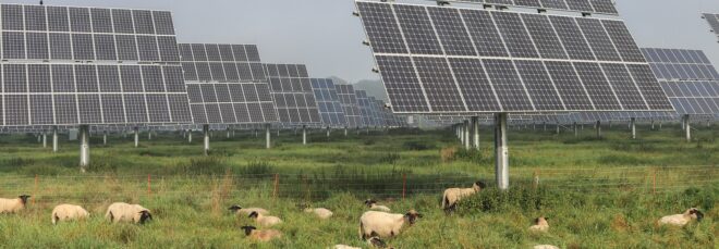 Sheep underneath a field of solar panels