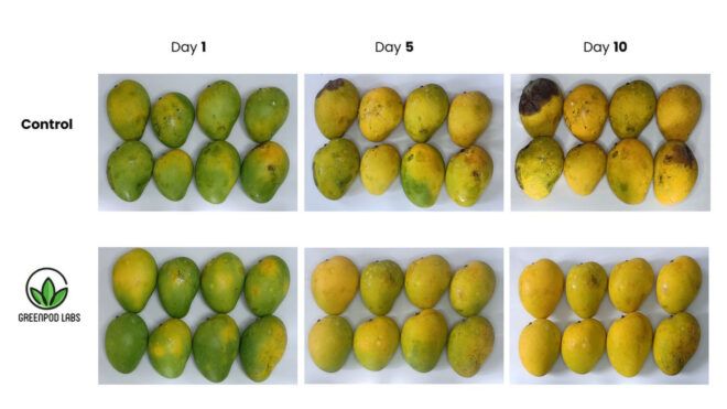 Mango aging by GreenPod