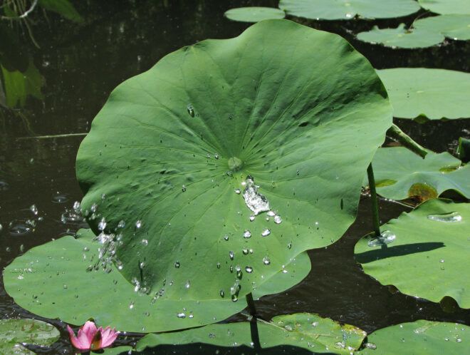 Lily pads in water