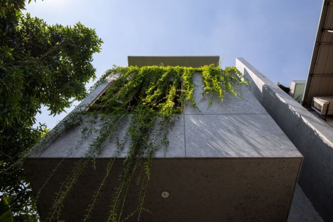 Vines flowing down the building