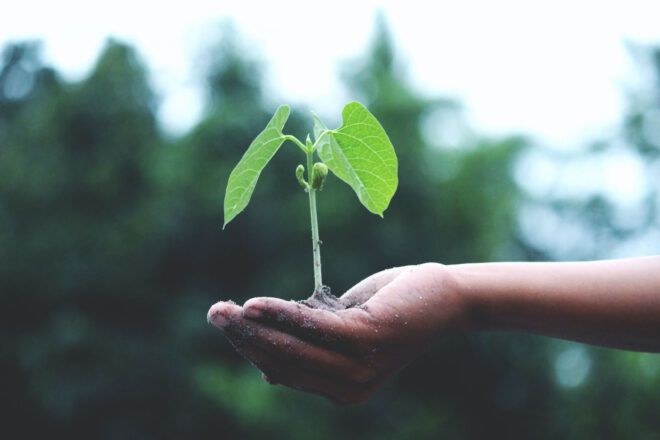 A plant held in someone's hand