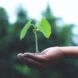 A plant held in someone's hand