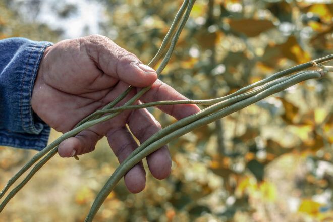 A long bean held up by a hand from its vines