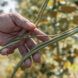 A long bean held up by a hand from its vines