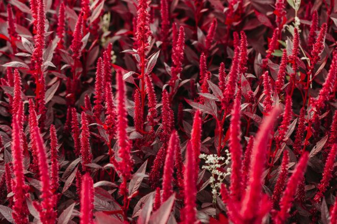 A red bushy flower