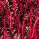 A red bushy flower