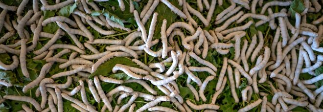 A bunch of silkworms crawling on a grass floor