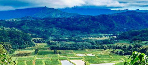 A field of agriculture with a mountain range behind it