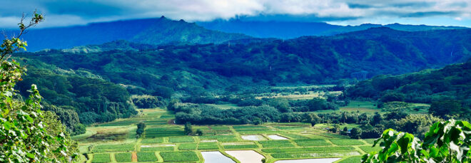 A field of agriculture with a mountain range behind it